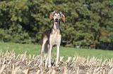SALUKI 067